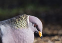 Columba fasciata